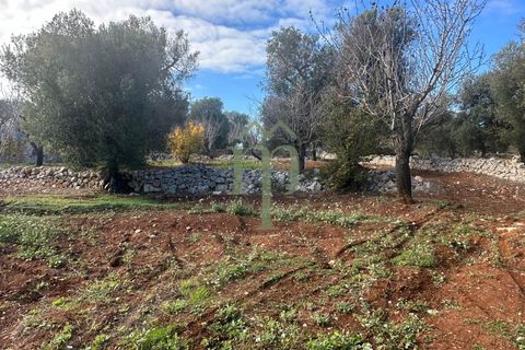Terra a Carovigno, Brindisi, Carovigno - € 30.000 | Ref: Terreno Prete - foto 2
